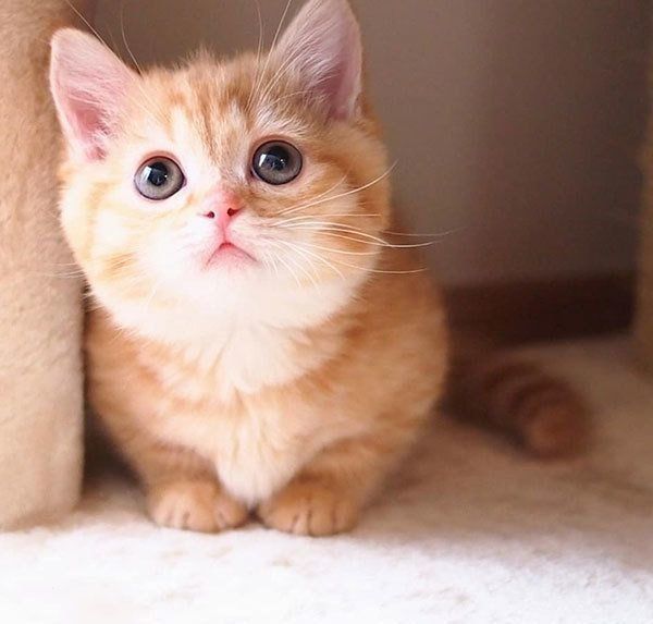 赤ちゃんのときのプリンちゃん