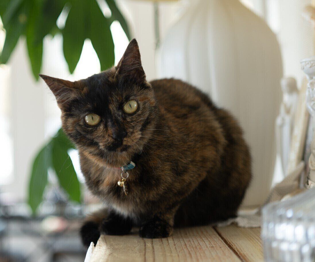 撮影／石原さくら