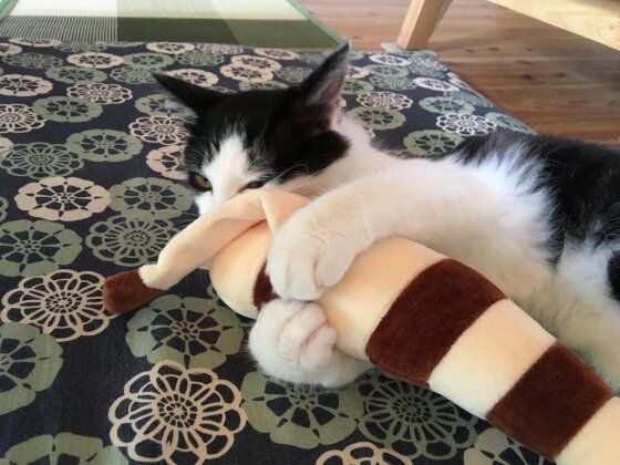 けりけりを抱える猫