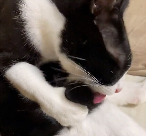 しっぽを掴むめいさん