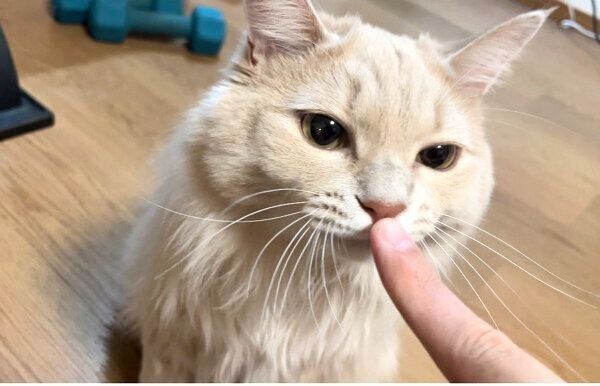 飼い主さんの指に鼻をくっつけるベルちゃん