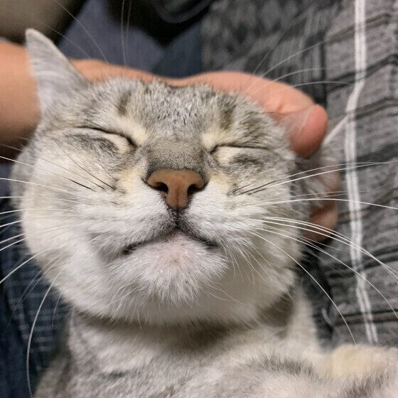 Mix（グレー）のちょこちゃん♪