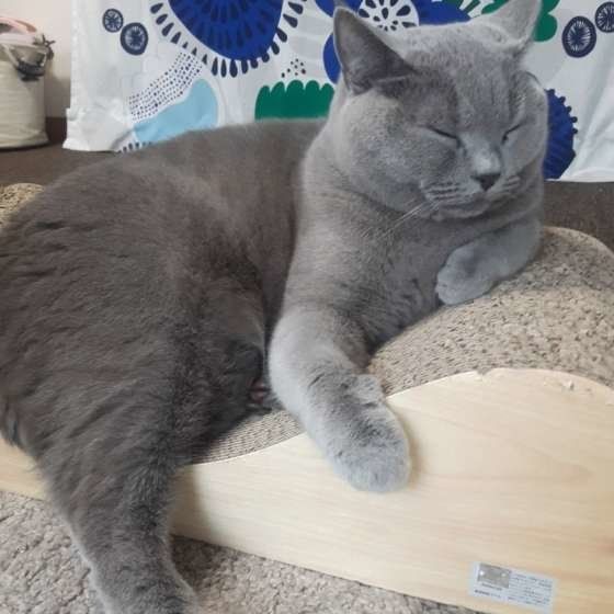 シャルトリュー・マロくん・まどろみ