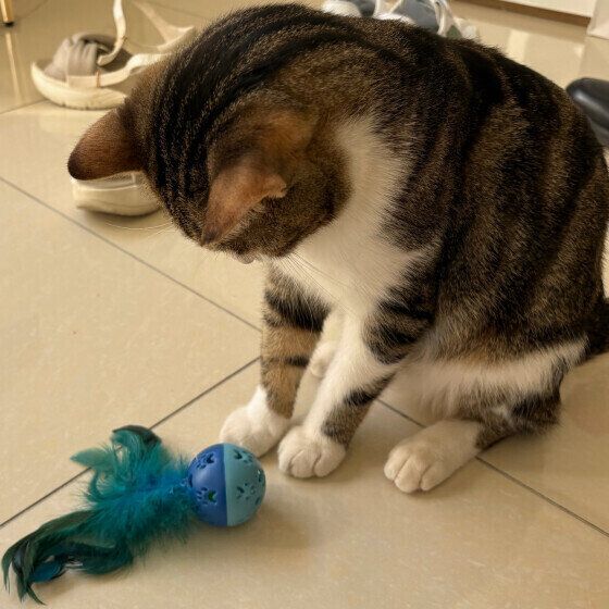 アミル 　新しいおもちゃ