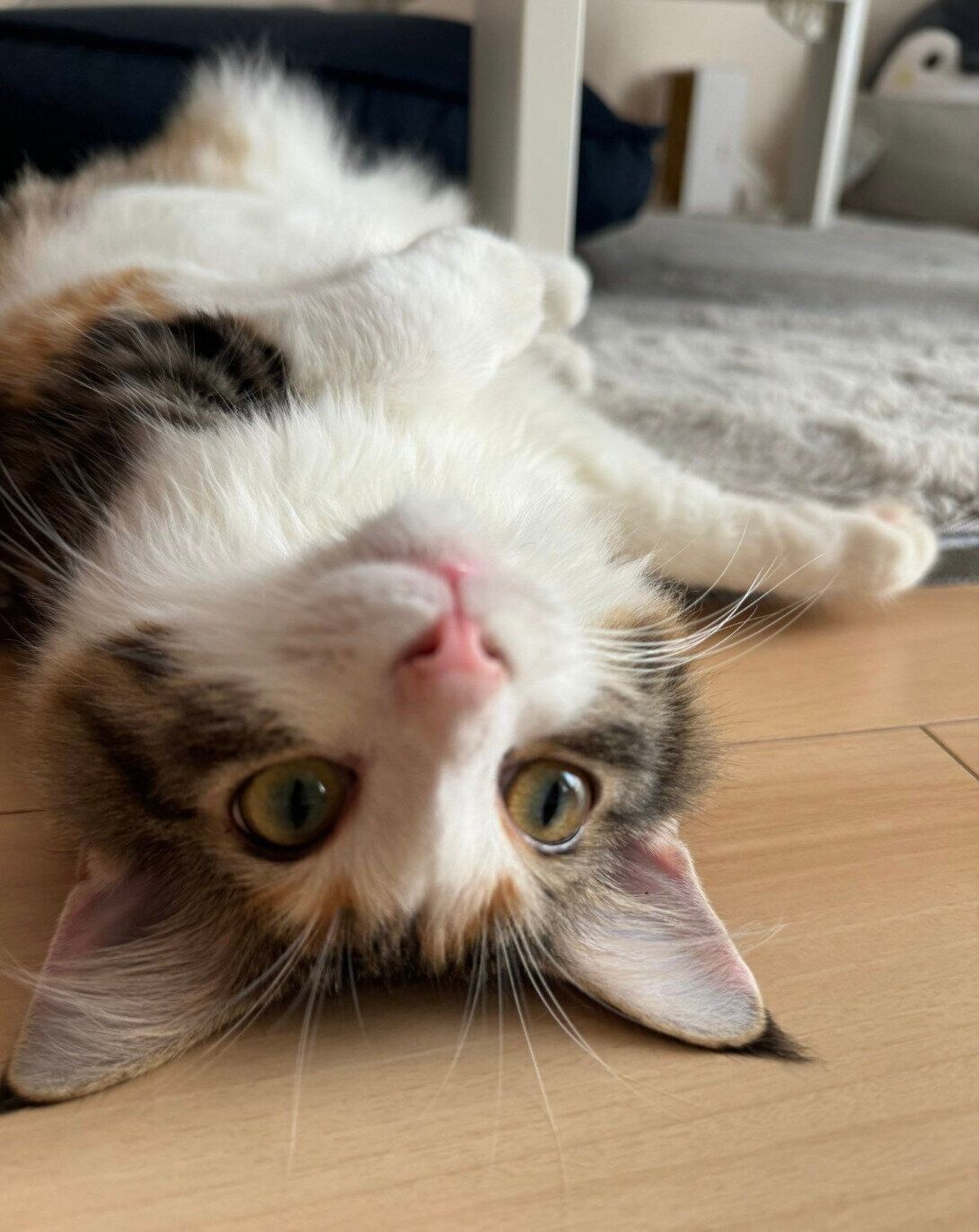 ヘソ天するあんみつちゃん