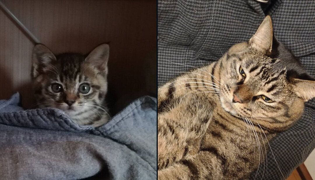 コイモちゃんの成長ビフォーアフター写真