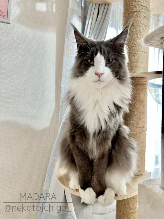 飼い主を見つめるメインクーン