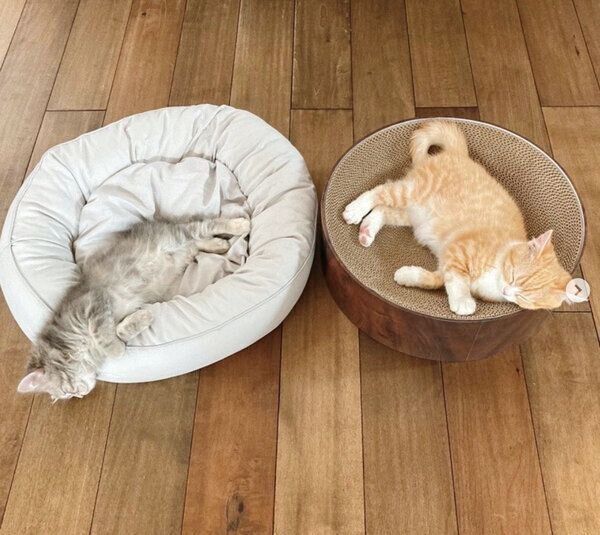 まったりするテテくんとモモちゃん