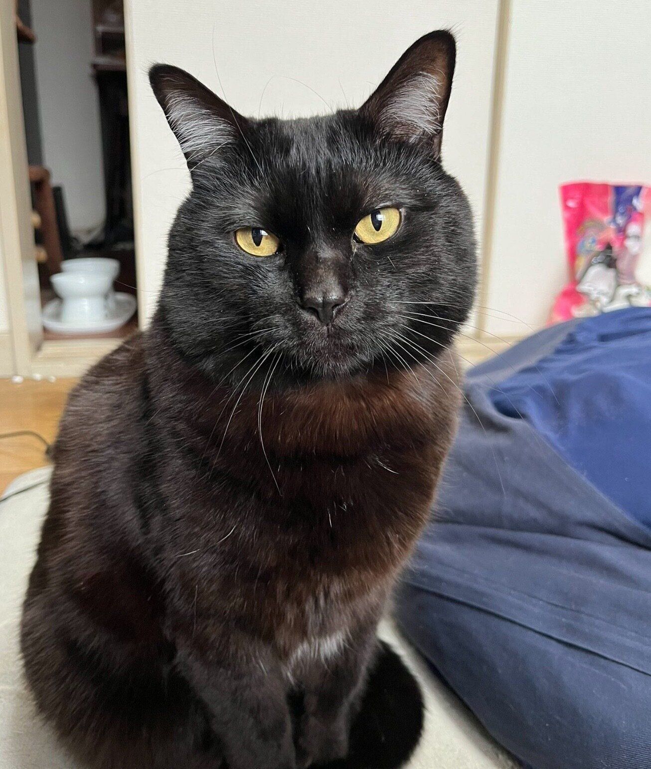 「ゴハンが欲しい」と圧をかけるナッツくん