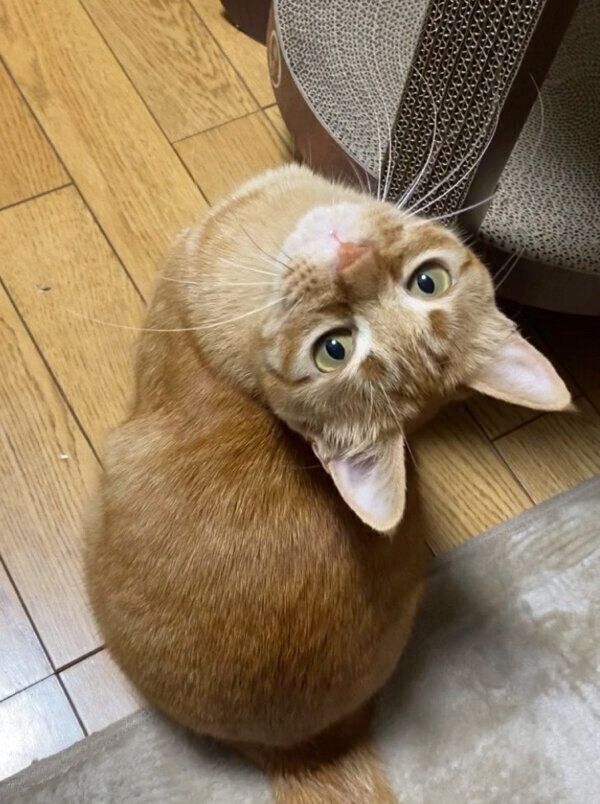 見つめるつぶちゃん