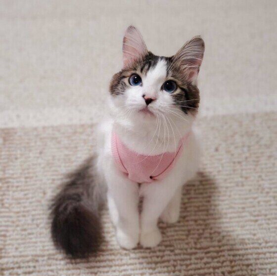 Mix（キジトラ）の福ちゃん♪