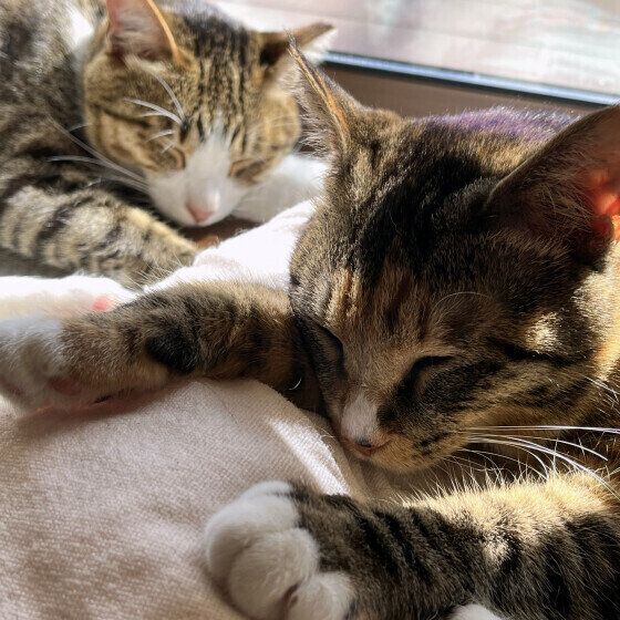 キジトラのジュリアちゃんたち