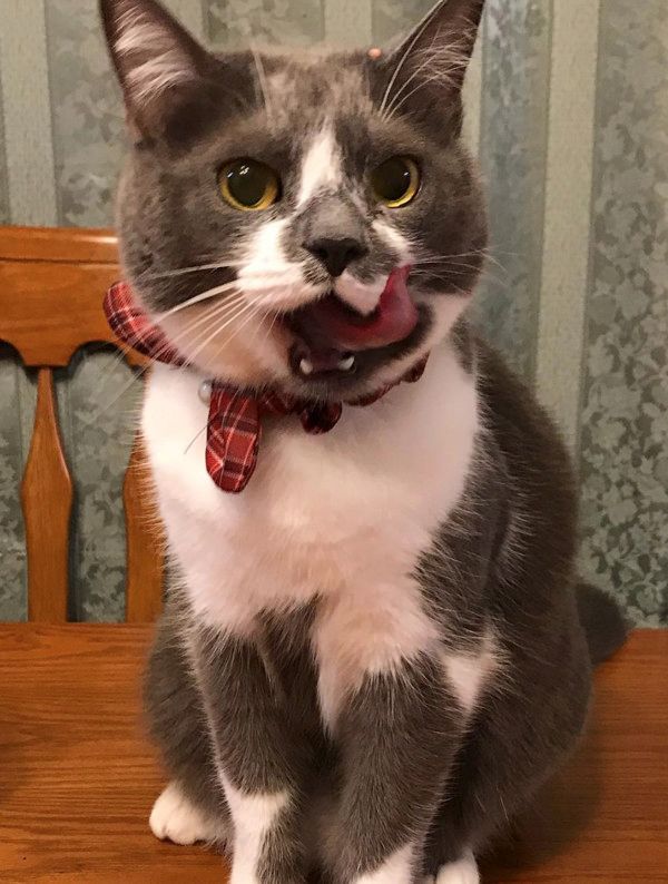 ちゅ〜るを食べる猫