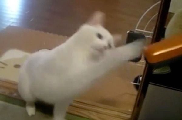 掃除機を見つめる猫