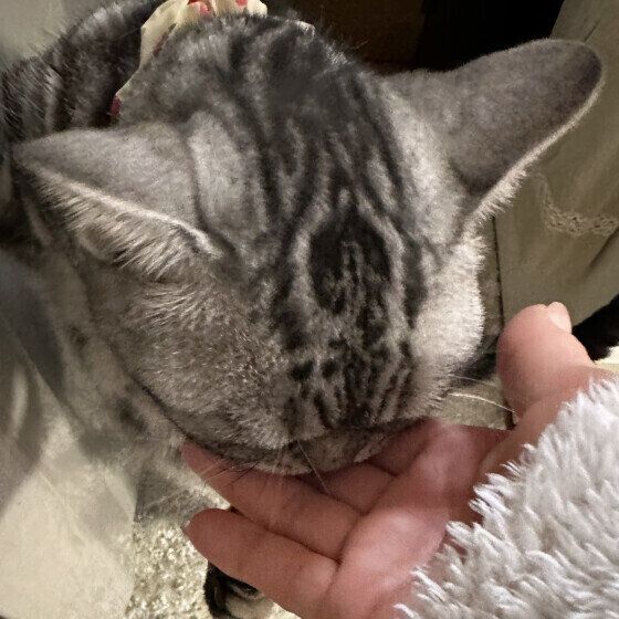 手からおやつを食べるアメリカンショートヘア