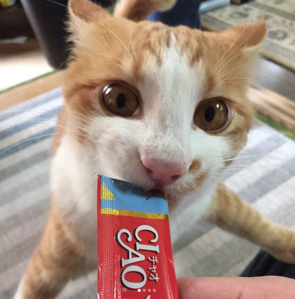 ちゅ〜るを必死に食べる猫