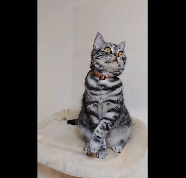 挙動不審なユキチくん