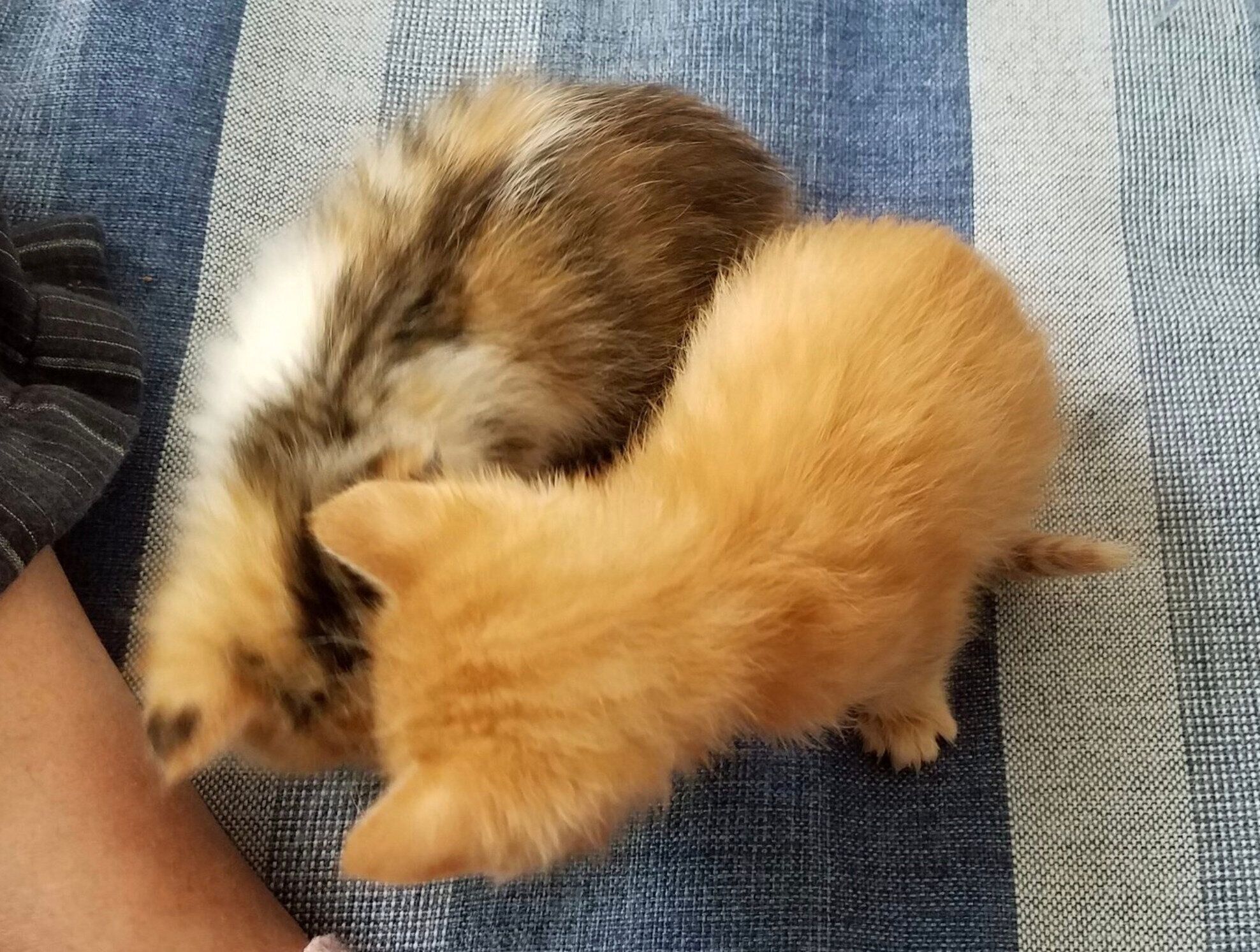 子猫時代のテンくん、みぃちゃん