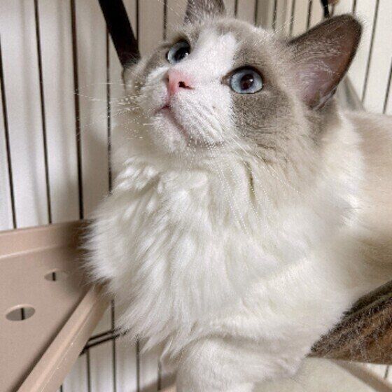 ケージの中でくつろぐラグドール