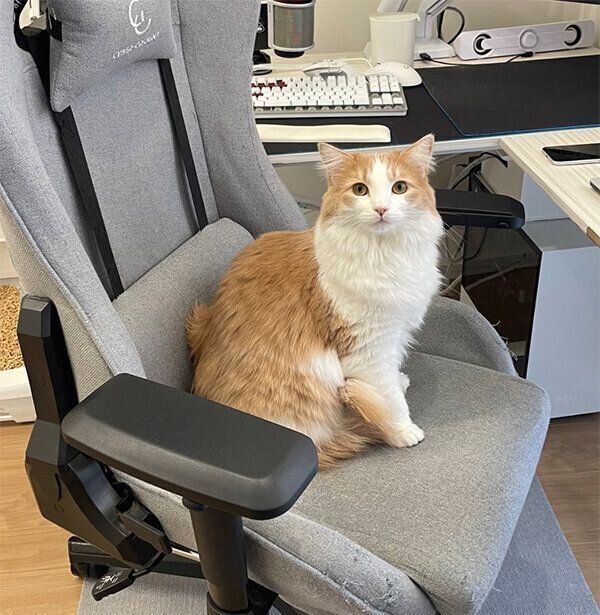 見つめる博士くん