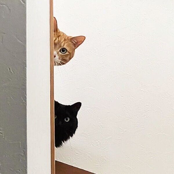 階段から覗くチャボくんとスミちゃん