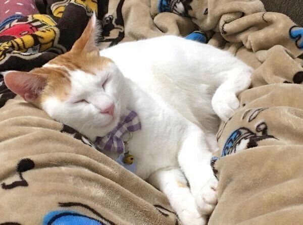 ぐっすり眠るむぎちゃん