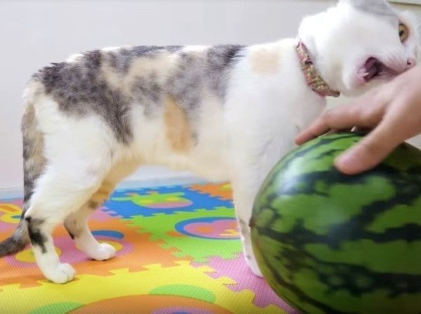 スイカ大好きニャンコ