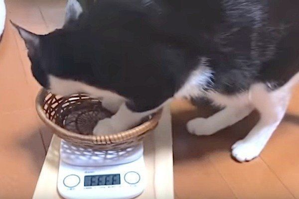 体重測定をする母猫