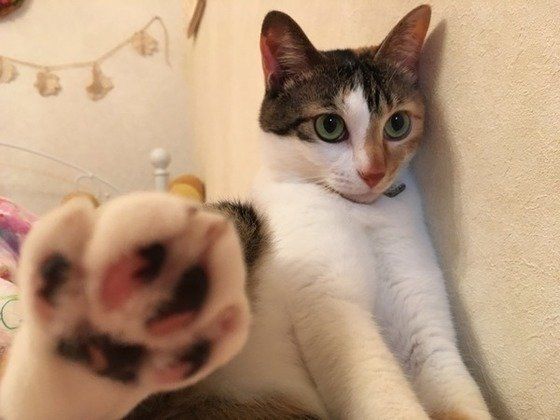 ねこのきもち投稿写真ギャラリー