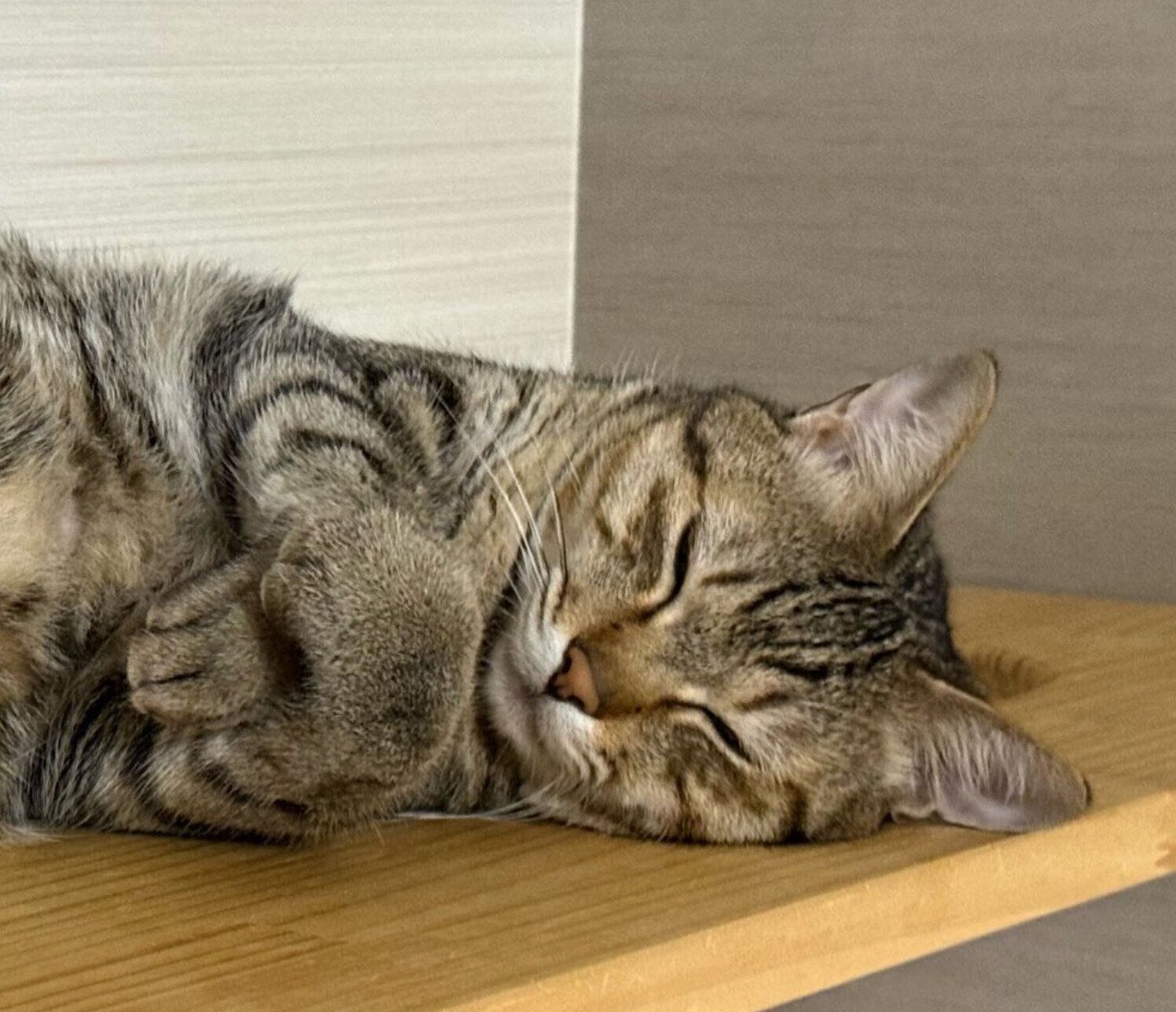 前足をクロスして眠るふうたくん