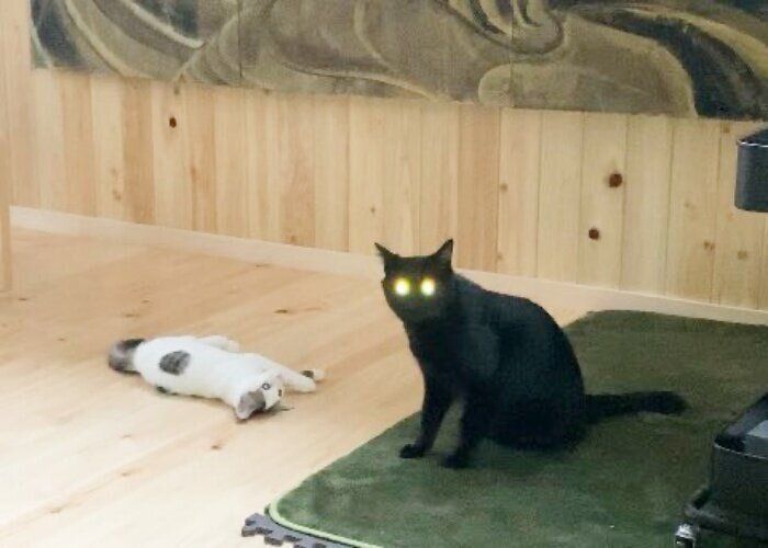 寝そべるコネコ様と目を光らせる黒猫
