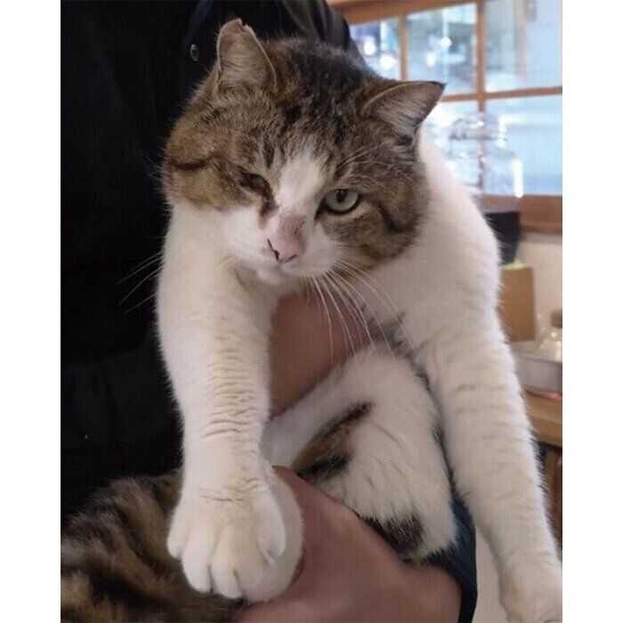 保護猫カフェデビューしたばかりのころのむさしまるくん
