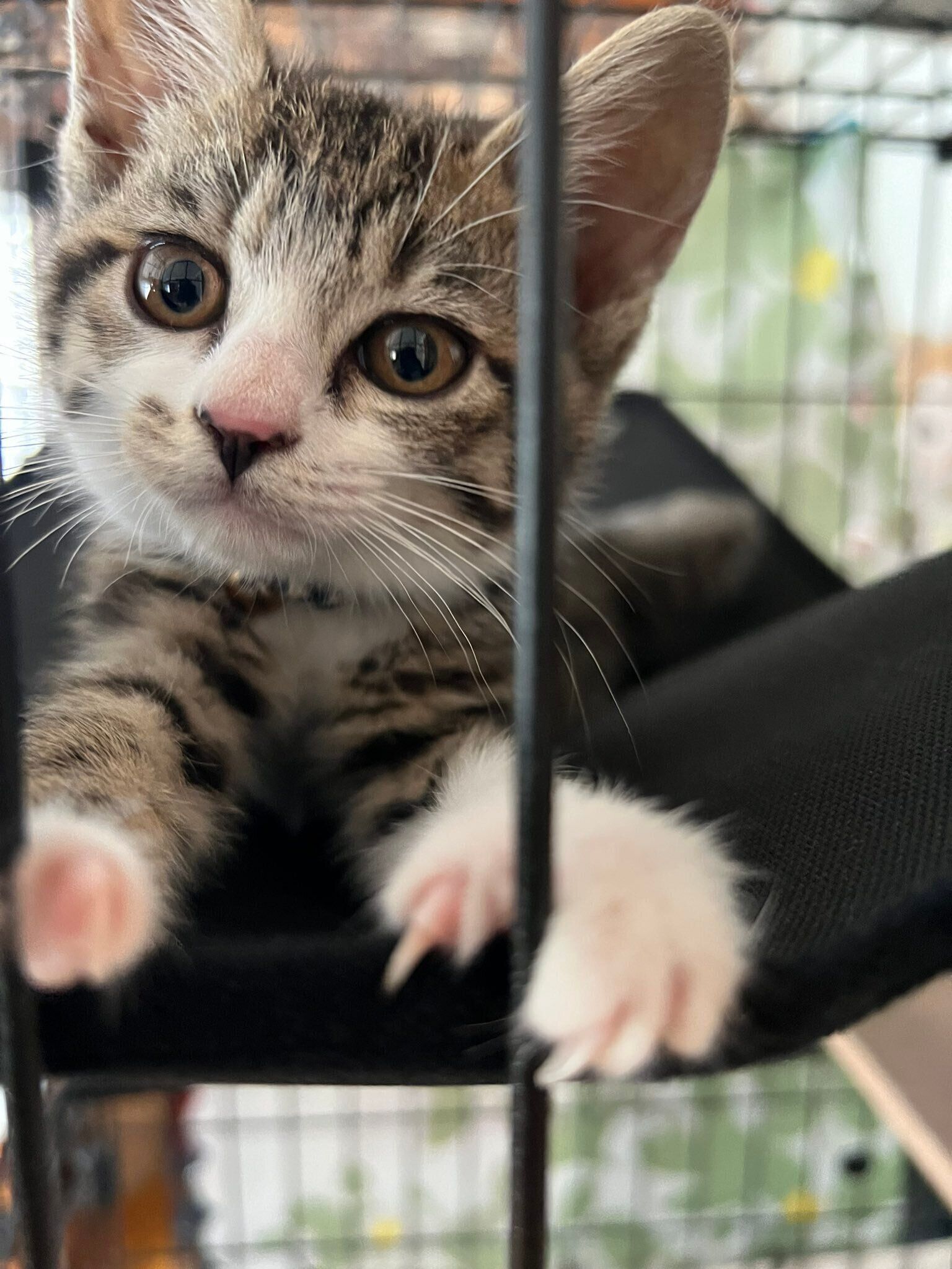 子猫時代のベルちゃん　ふわふわな被毛が愛らしい