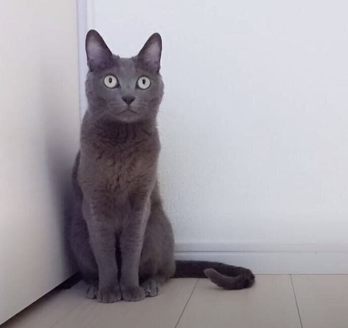 猫のハムちゃん