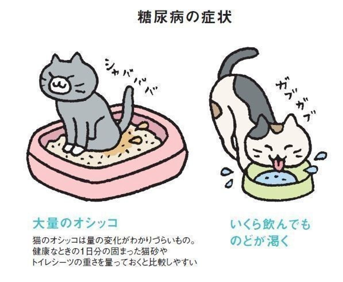 猫の糖尿病 原因と対策 食事療法 ねこのきもちweb Magazine