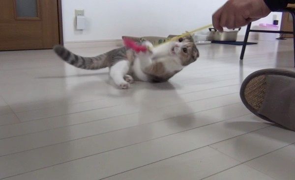 ねこじゃらしで遊ぶ猫