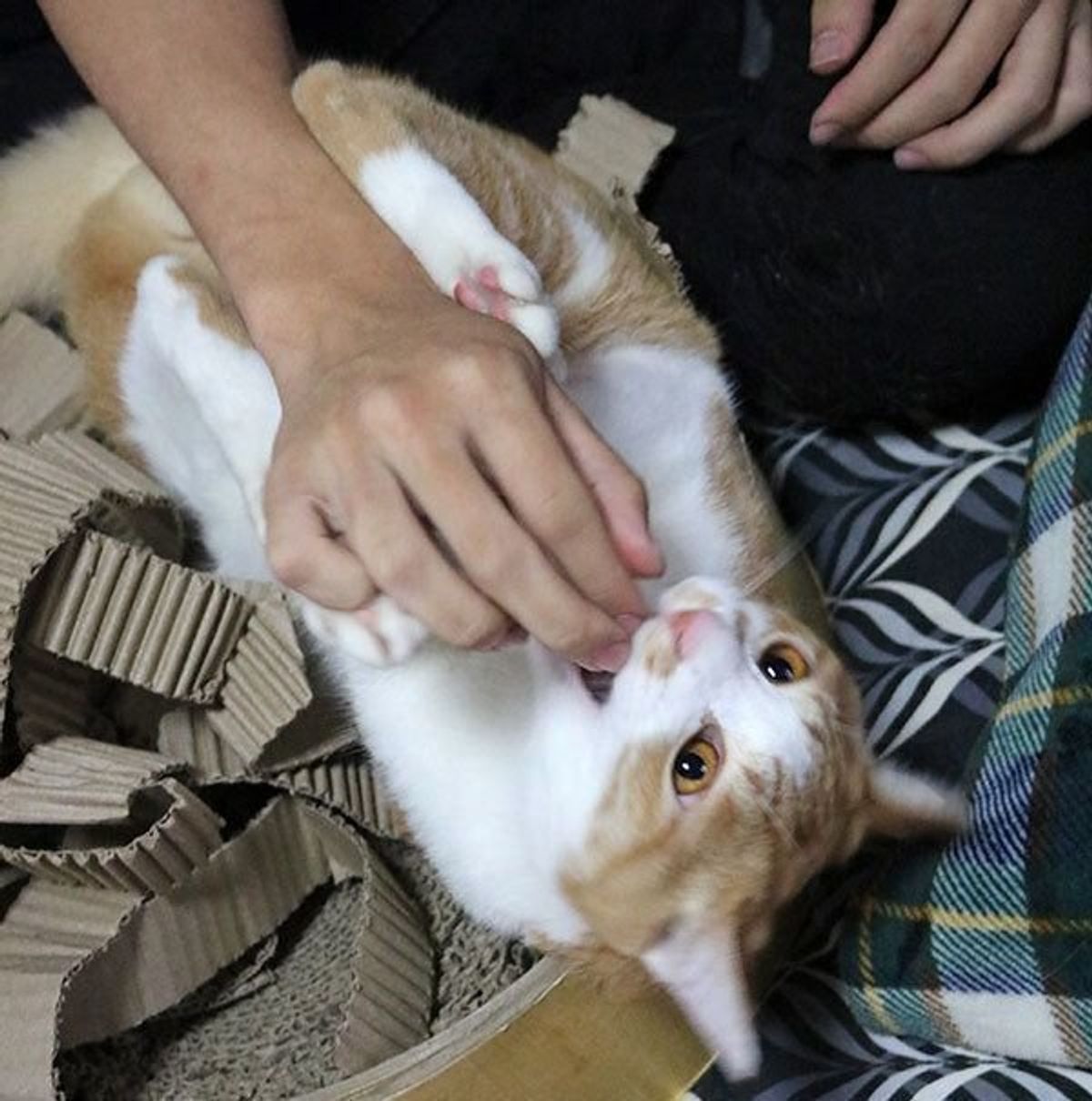 成長した子猫に見られた数々の 変化 にv系バンドマンもびっくり ねこのきもちweb Magazine 成長した子猫に見られた数々の 変化 にv系バンドマンもびっくり ねこのきもちweb Magazine