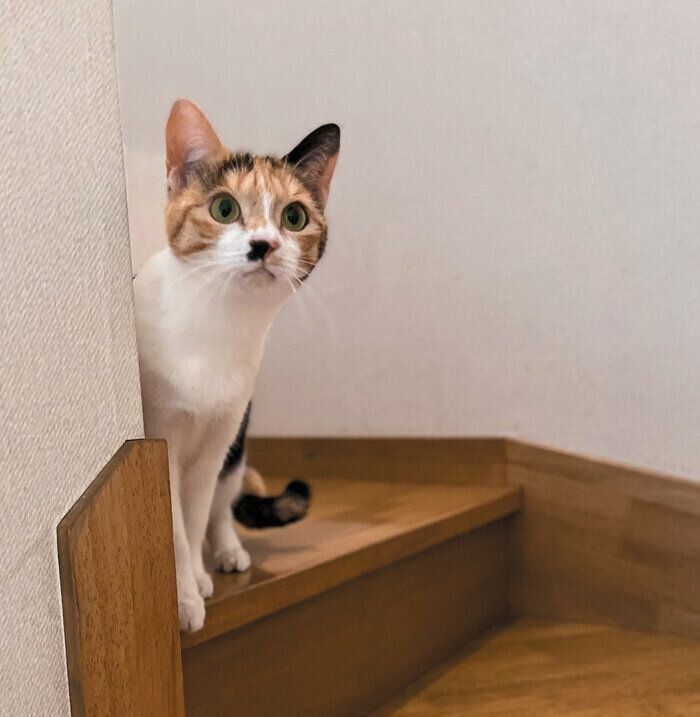階段を駆け上がる猫