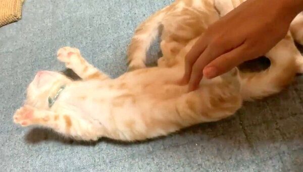 マッサージが大好きなもこちゃん