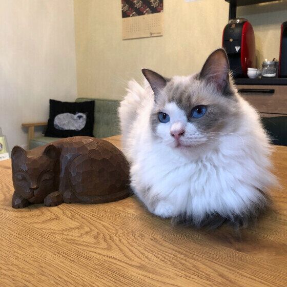 香箱座りをするラグドール