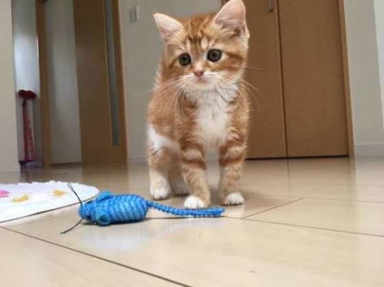 ネズミのおもちゃで遊ぶスコティッシュフォールド