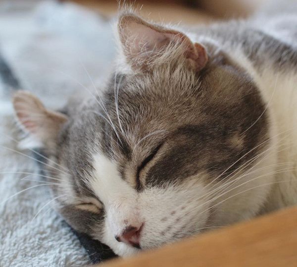 ぬいぐるみの疲れをほぐす猫