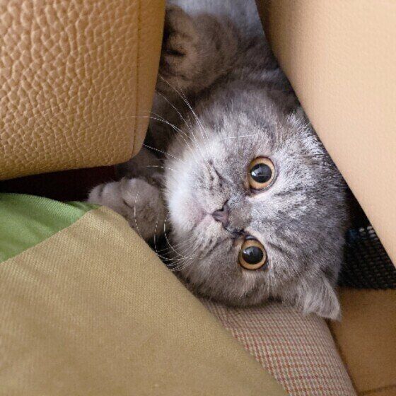 家具の隙間に挟まるエキゾチック