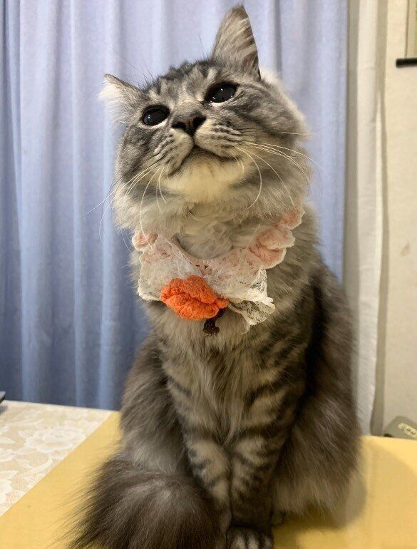 成長したことちゃん