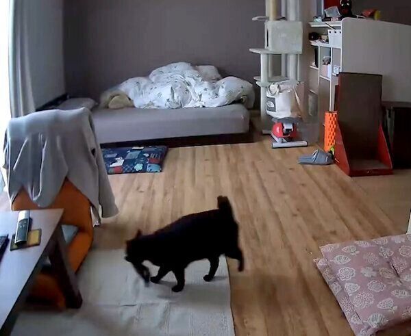 ぬいぐるみをくわえるあさりちゃん