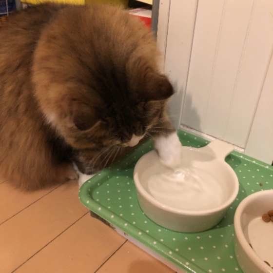 獣医師が解説 猫にアルコールが絶対ngの理由は 猫と人の肝臓の違い ねこのきもちweb Magazine