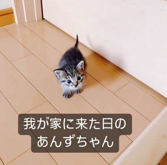 家族に迎えた日のあんずちゃん