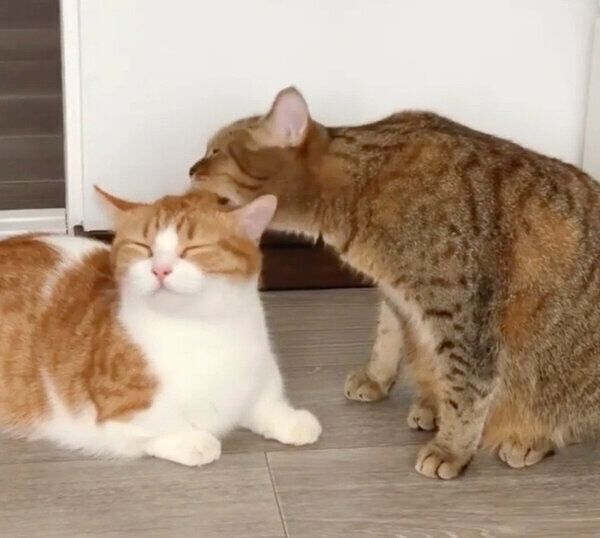 茶葉ちゃんに毛づくろいをしてもらう茶太くん