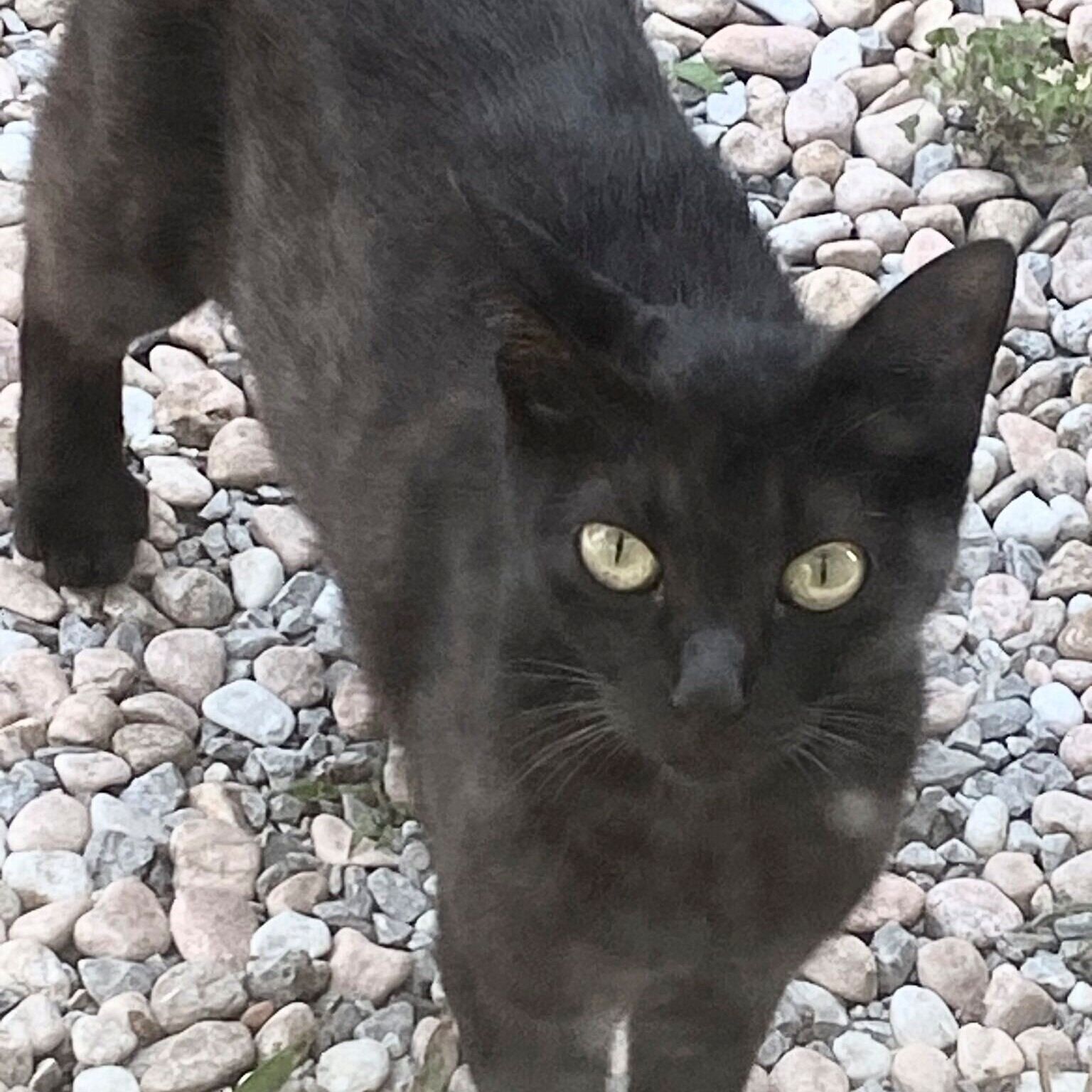 外で暮らしていた頃のくろさん