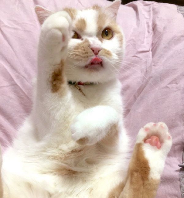 可愛いポーズをするホイちゃん